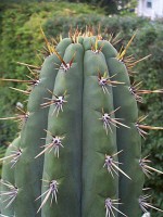 Corte 40 cm - Cacto Wachuma (E. peruvianus)